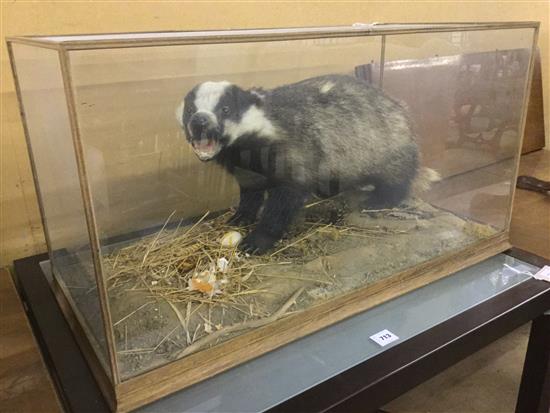 Taxidermic badger in naturalistic setting, cased